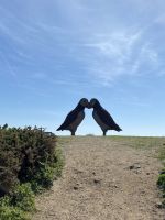 Puffins in Plemont Bay