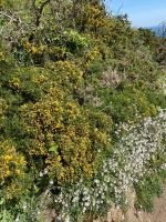 Gingsterbusch entlang des Küstenpfades