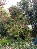 Gartentour - Privatgarten Familie Miles