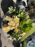 Gartentour - Privatgarten Familie Miles, Steinpflanzen