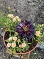 Gartentour - Privatgarten Familie Miles,Steinpflanzen