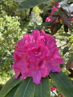 Gartentour - Privatgarten Familie Miles,Rhododendron