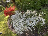 Gartentour - Privatgarten Familie Miles,Moosphlox