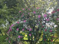 Gartentour - Privatgarten Familie Miles,Rhododenron