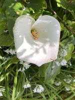 Gartentour - Privatgarten Familie Miles,Calla