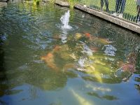 Gartentour - Privatgarten Familie Miles, Koiteich