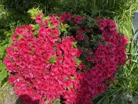 Gartentour - Privatgarten Familie Skinner, Rhododendron