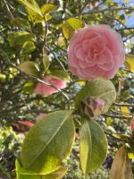 Gartentour - Privatgarten Familie Skinner, Kamlie