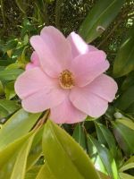 Gartentour - Privatgarten Familie Skinner, japanische Kamelie