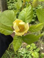 Gartentour - Privatgarten Familie Skinner, gelbe Magnolie