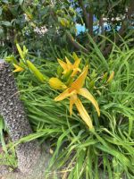 Gartentour- Privatgarten Familie Skinner, gelbe Taglilie