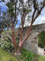 Gartentour- Privatgarten Familie Skinner, Erdbeerbaum
