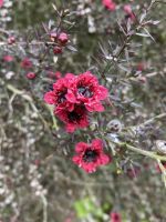 Gartentour- Privatgarten Familie Skinner, Südseemyrthe