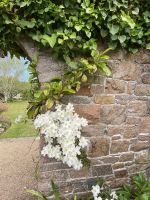Gartentour- Privatgarten Familie Skinner, Bergsandkraut