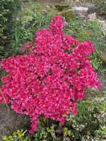 Gartentour- Privatgarten Familie Skinner, Rhododendron