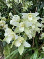 Eric Young Orchid Foundation