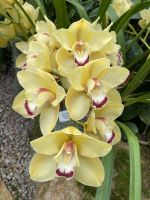 Eric Young Orchid Foundation