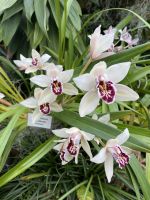 Eric Young Orchid Foundation