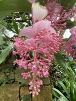 Eric Young Orchid Foundation