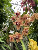 Eric Young Orchid Foundation