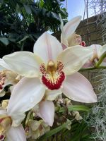 Eric Young Orchid Foundation