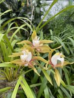 Eric Young Orchid Foundation