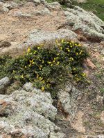 gelber Gingster - St. Brelades