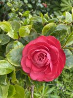 Howard Davis Park in St. Helier,Kamlie