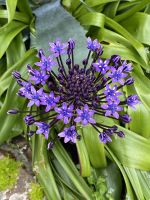 Howard Davis Park in St. Helier, Peruanischer Blaustern