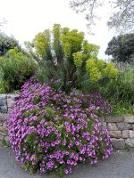 Howard Davis Park in St. Helier