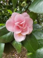 Howard Davis Park in St. Helier, Kamelie