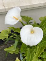 Calla in St. Helier
