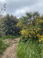 Gingster entlang des Küstenpfades