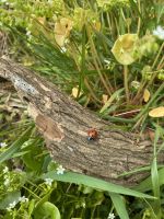Marienkäfer - unser Glücksbringer