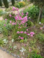 Rundgang durch den Garten
