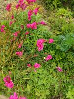 Rundgang durch den Garten