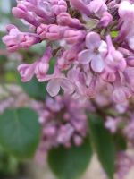 in der Gartenanlage La Seigneurie