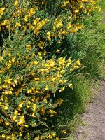 Inselrundfahrt auf Jersey