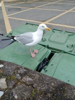 Inselrundfahrt auf Jersey