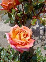 Rundgang im Elisabeth Castle