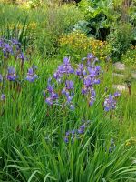 Besuch im  Botanischen Garten Samares Manor