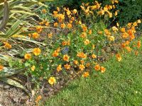 Besuch im  Botanischen Garten Samares Manor