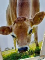 die berühmte Jersey Kuh