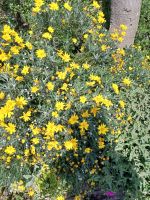 Besuch im  Botanischen Garten Samares Manor