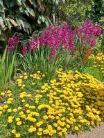 Rundgang auf Guernsey