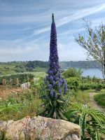 Rundgang auf Guernsey