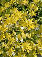 Besuch schöner Gärten 