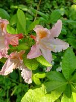 Besuch schöner Gärten 