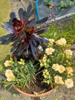 Besuch schöner Gärten 