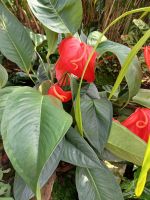 Besuch der Orchideenfarm